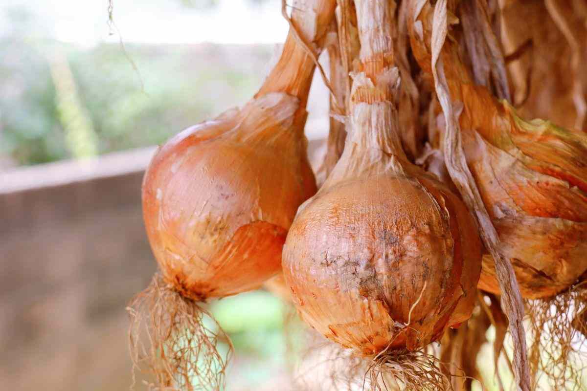 metodo casalingo per cipolle perfette